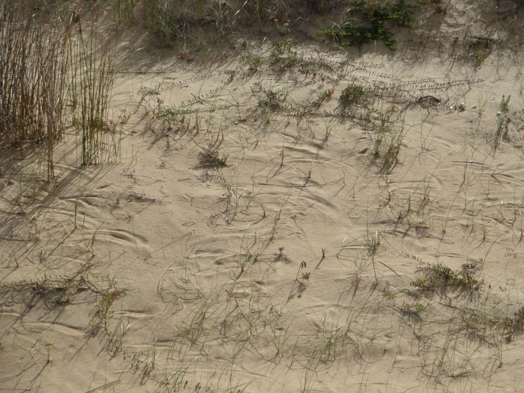 Halbkreisförmige Schlangenspuren im Sand